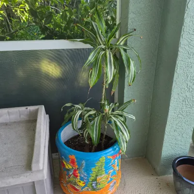 Potted corn plant (Dracaena) in a colorful hand-painted ceramic planter with an underwater fish motif.