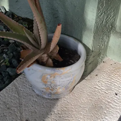 Aloe vera plant sitting in a marbled grey and tan ceramic planter pot on a concrete patio.