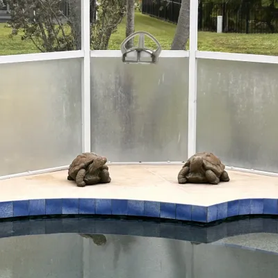Pair of large concrete or resin tortoise statues sitting poolside inside a screened patio enclosure.