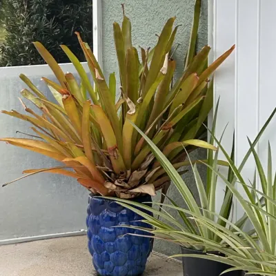 Potted bromeliad in a cobalt blue textured ceramic planter, shown alongside potted spiky plants on a patio.