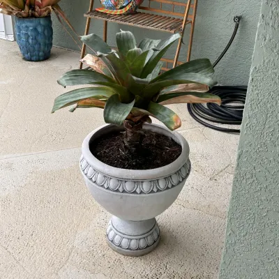 Potted bromeliad plant in a stone-style concrete urn planter with egg-and-dart relief molding.