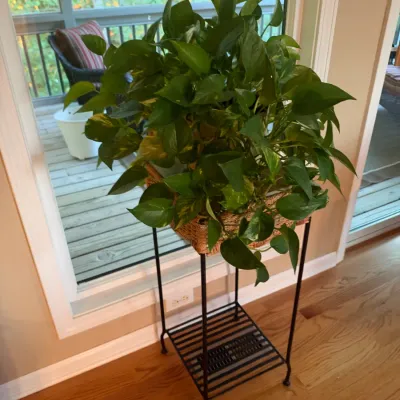 Lush pothos houseplant in a woven basket planter, resting on a black metal two-tier plant stand.