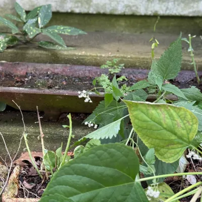 Sale Photo Thumbnail #204: Weathered cast iron trough planter positioned outdoors among garden greenery, showing a rusted, aged finish.