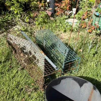 Sale Photo Thumbnail #242: Two wire Havahart-style live animal traps showing heavy wear and rust, alongside a metal bucket in a yard setting.