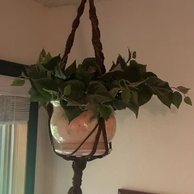 Sale Photo Thumbnail #35: D hanging ceiling plant