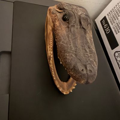 Preserved alligator head taxidermy piece with open jaws, revealing detailed teeth and textured skin.