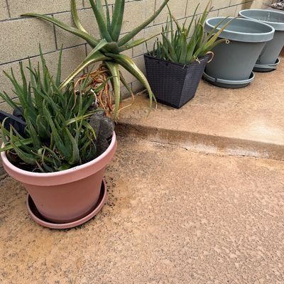 Potted aloe vera and succulent plants displayed outdoors along a patio wall, including a large pink terracotta-style plastic planter, a...