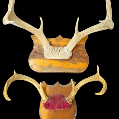 Sale Photo Thumbnail #121: Two taxidermy deer antler wall mounts on wooden plaques, featuring natural tines wrapped with fabric accents at the base.