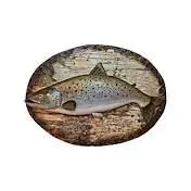 Sale Photo Thumbnail #15: Taxidermy brown trout mounted on an oval wood slice plaque.
