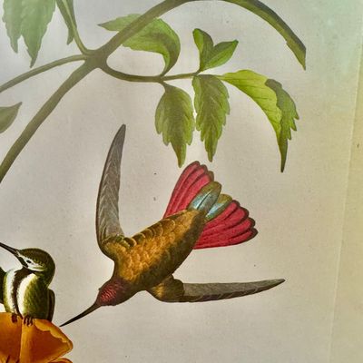 Sale Photo Thumbnail #237: Beautifully detailed color lithographic reproduction after John James Audubon’s celebrated “Mangrove Humming Bird,” depicting five brilliantly colored humming birds among flowering trumpet vines. Bearing the original plate inscriptions, including th