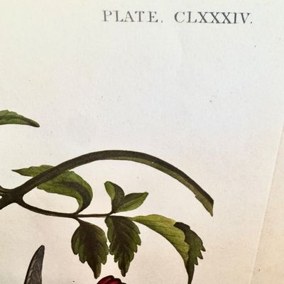 Sale Photo Thumbnail #229: Beautifully detailed color lithographic reproduction after John James Audubon’s celebrated “Mangrove Humming Bird,” depicting five brilliantly colored humming birds among flowering trumpet vines. Bearing the original plate inscriptions, including th