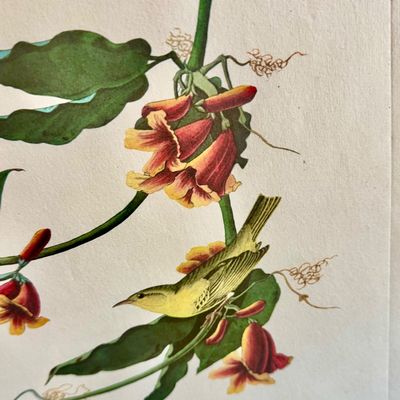 Sale Photo Thumbnail #242: Beautifully detailed colored lithographic reproduction of John Jame’s Audubon Rathbone Warbler from his celebrated’Birds of America’ series. Depicting a male and female warbler parched among vibrant red-orange trumpet flowers, the composition showca