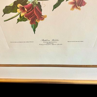 Sale Photo Thumbnail #239: Beautifully detailed colored lithographic reproduction of John Jame’s Audubon Rathbone Warbler from his celebrated’Birds of America’ series. Depicting a male and female warbler parched among vibrant red-orange trumpet flowers, the composition showca