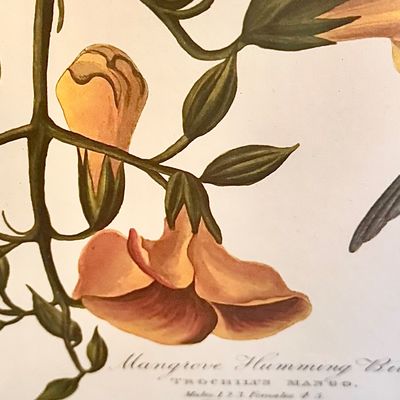 Sale Photo Thumbnail #233: Beautifully detailed color lithographic reproduction after John James Audubon’s celebrated “Mangrove Humming Bird,” depicting five brilliantly colored humming birds among flowering trumpet vines. Bearing the original plate inscriptions, including th