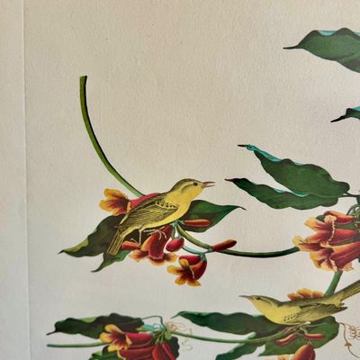 Sale Photo Thumbnail #243: Beautifully detailed colored lithographic reproduction of John Jame’s Audubon Rathbone Warbler from his celebrated’Birds of America’ series. Depicting a male and female warbler parched among vibrant red-orange trumpet flowers, the composition showca