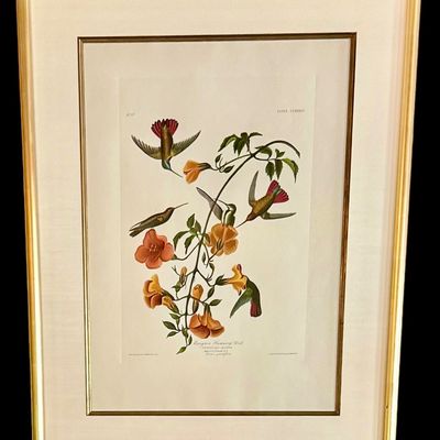 Sale Photo Thumbnail #226: Beautifully detailed color lithographic reproduction after John James Audubon’s celebrated “Mangrove Humming Bird,” depicting five brilliantly colored humming birds among flowering trumpet vines. Bearing the original plate inscriptions, including th