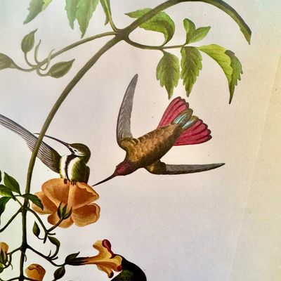 Sale Photo Thumbnail #235: Beautifully detailed color lithographic reproduction after John James Audubon’s celebrated “Mangrove Humming Bird,” depicting five brilliantly colored humming birds among flowering trumpet vines. Bearing the original plate inscriptions, including th