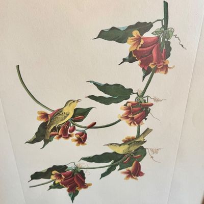 Sale Photo Thumbnail #241: Beautifully detailed colored lithographic reproduction of John Jame’s Audubon Rathbone Warbler from his celebrated’Birds of America’ series. Depicting a male and female warbler parched among vibrant red-orange trumpet flowers, the composition showca
