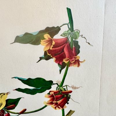 Sale Photo Thumbnail #240: Beautifully detailed colored lithographic reproduction of John Jame’s Audubon Rathbone Warbler from his celebrated’Birds of America’ series. Depicting a male and female warbler parched among vibrant red-orange trumpet flowers, the composition showca
