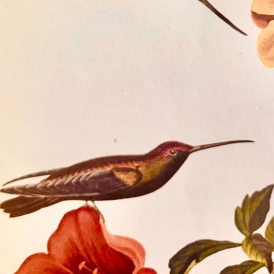 Sale Photo Thumbnail #236: Beautifully detailed color lithographic reproduction after John James Audubon’s celebrated “Mangrove Humming Bird,” depicting five brilliantly colored humming birds among flowering trumpet vines. Bearing the original plate inscriptions, including th