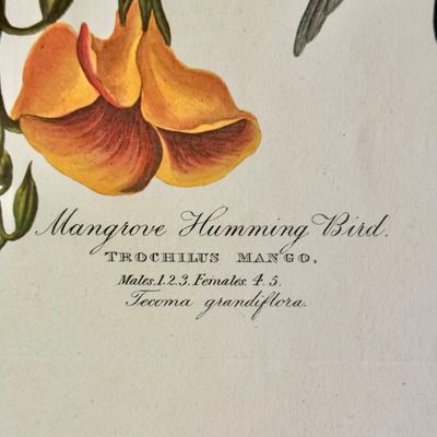 Sale Photo Thumbnail #228: Beautifully detailed color lithographic reproduction after John James Audubon’s celebrated “Mangrove Humming Bird,” depicting five brilliantly colored humming birds among flowering trumpet vines. Bearing the original plate inscriptions, including th