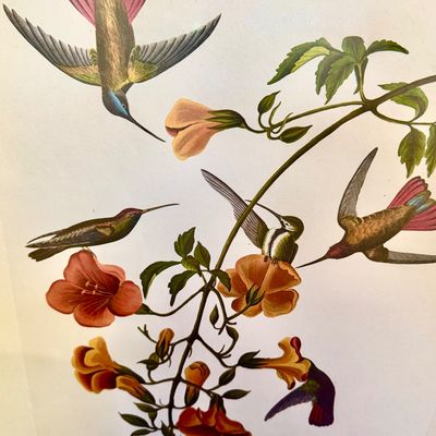Sale Photo Thumbnail #234: Beautifully detailed color lithographic reproduction after John James Audubon’s celebrated “Mangrove Humming Bird,” depicting five brilliantly colored humming birds among flowering trumpet vines. Bearing the original plate inscriptions, including th