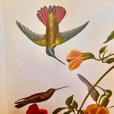 Sale Photo Thumbnail #231: Beautifully detailed color lithographic reproduction after John James Audubon’s celebrated “Mangrove Humming Bird,” depicting five brilliantly colored humming birds among flowering trumpet vines. Bearing the original plate inscriptions, including th