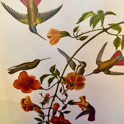 Sale Photo Thumbnail #230: Beautifully detailed color lithographic reproduction after John James Audubon’s celebrated “Mangrove Humming Bird,” depicting five brilliantly colored humming birds among flowering trumpet vines. Bearing the original plate inscriptions, including th