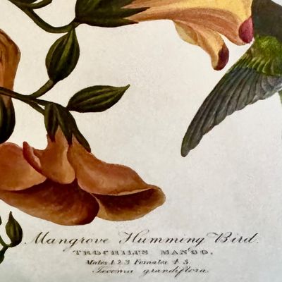 Sale Photo Thumbnail #227: Beautifully detailed color lithographic reproduction after John James Audubon’s celebrated “Mangrove Humming Bird,” depicting five brilliantly colored humming birds among flowering trumpet vines. Bearing the original plate inscriptions, including th