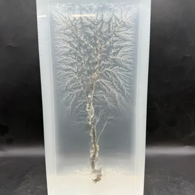 Sale Photo Thumbnail #21: Captured lightning Lichtenberg figure in a clear acrylic block, displaying a detailed tree-like fractal pattern.
