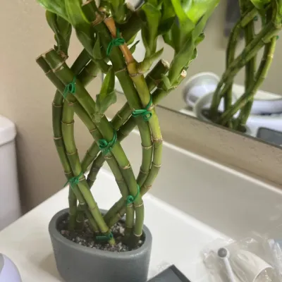 Braided lucky bamboo plant arranged in a small grey oval pot filled with pebbles.