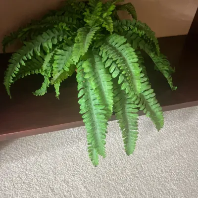 Faux potted fern with lush green fronds sitting on a dark wood shelf.