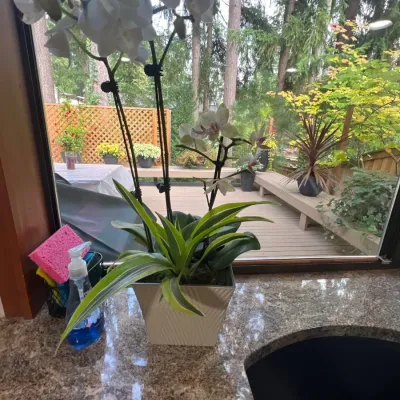 Potted artificial white orchid with variegated foliage, housed in a textured cream ceramic planter.
