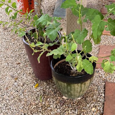 Potted leafy green plants housed in a tall reddish-brown ceramic planter and a rounded green and black glazed ceramic pot.
