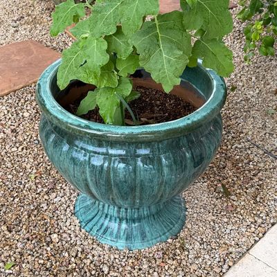 Potted green leafy plant in a large teal glazed ceramic urn planter with fluted detailing.