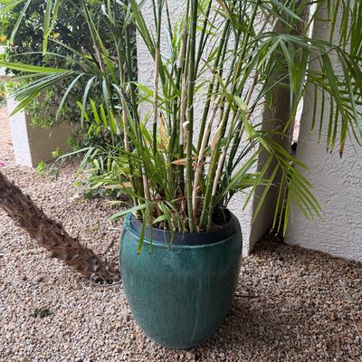 Potted bamboo palm in a rounded teal ceramic planter set outdoors.