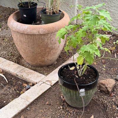 Selection of potted plants including a large terracotta planter housing smaller nursery pots and a leafy plant in a glazed ceramic pot...