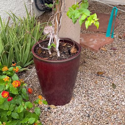 Potted vining plant in a tall, deep burgundy ceramic planter, positioned in a gravel yard near aloe vera and flowering lantana.