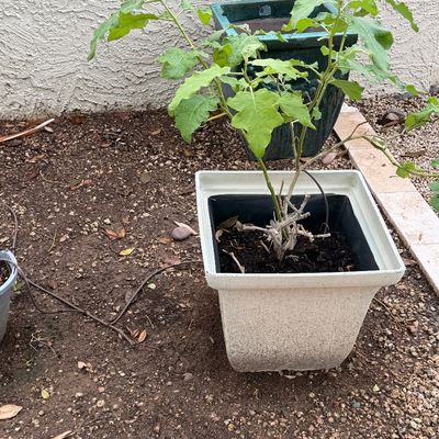 Potted leafy green plant in a beige square plastic planter, with an additional empty dark green ceramic pot positioned behind it.
