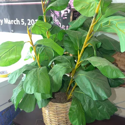 Sale Photo Thumbnail #179: Potted artificial fiddle-leaf fig plant in a woven wicker basket Planter.