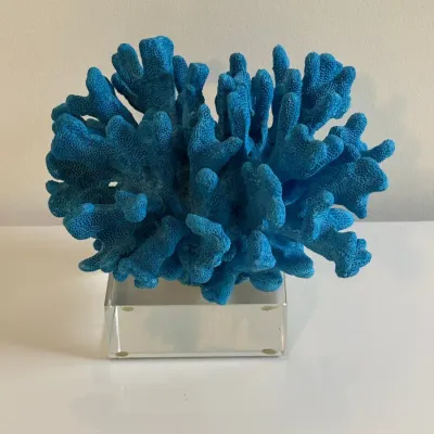 Sale Photo Thumbnail #51: Vibrant blue natural ridge coral specimen mounted on a clear acrylic square block base.