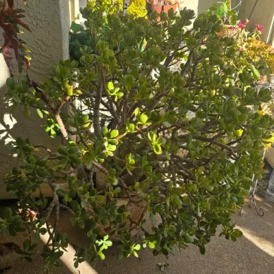 Sale Photo Thumbnail #102: Large, mature potted jade plant sitting on a concrete patio in sunny conditions.