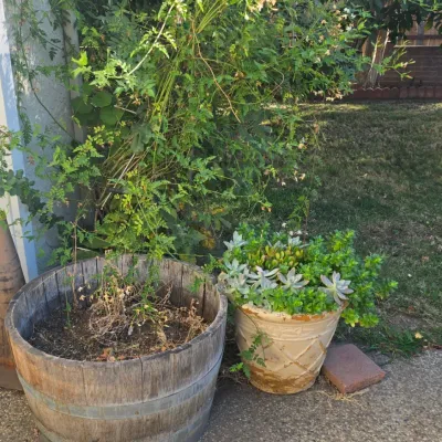 Sale Photo Thumbnail #96: Large rustic wooden wine barrel planter alongside an ornate ceramic pot filled with mixed succulents and outdoor plants.