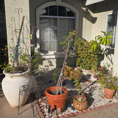 Sale Photo Thumbnail #100: Collection of outdoor potted plants, including a large white urn planter with a decorative trellis and terracotta pots in a gravel garden bed.