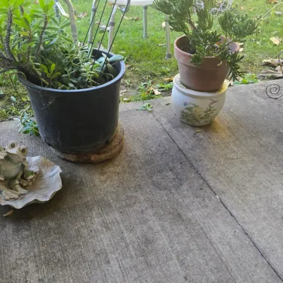 Sale Photo Thumbnail #129: Collection of outdoor potted plants and patio decor, including succulents, a decorative frog statue, and a wrought iron plant stand.