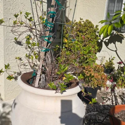 Sale Photo Thumbnail #99: Large white urn planter with green metal decorative trellis and potted plant.