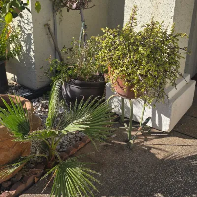Sale Photo Thumbnail #98: Collection of outdoor potted plants, including a large jade plant on a metal stand alongside terracotta and plastic planters.