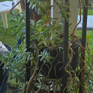 Sale Photo Thumbnail #130: Multi-tier black metal plant stand holding various potted leggy succulents, including jade plants and trailing species.
