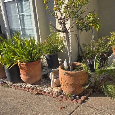 Sale Photo Thumbnail #97: Collection of outdoor potted plants and small trees in terracotta and plastic planters, arranged along a house exterior with decorative garden edging.