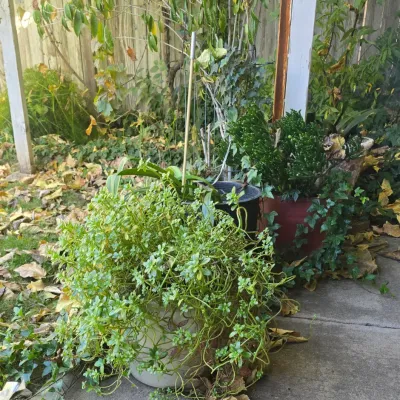 Sale Photo Thumbnail #128: Collection of outdoor potted plants, including trailing succulents and jade, sitting along a concrete patio.
